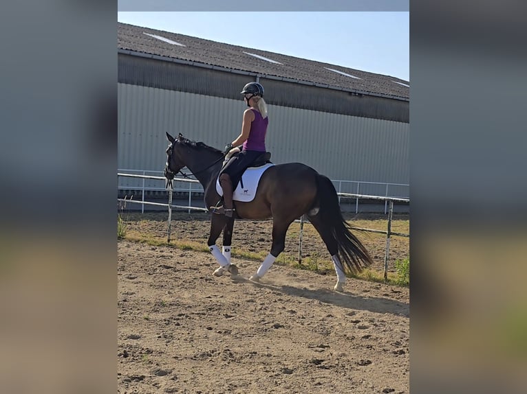 Hannoveraner Stute 4 Jahre 167 cm Dunkelbrauner in Kempen