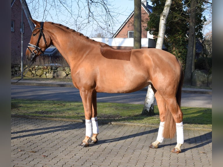 Hannoveraner Stute 4 Jahre 167 cm Fuchs in Fredenbeck