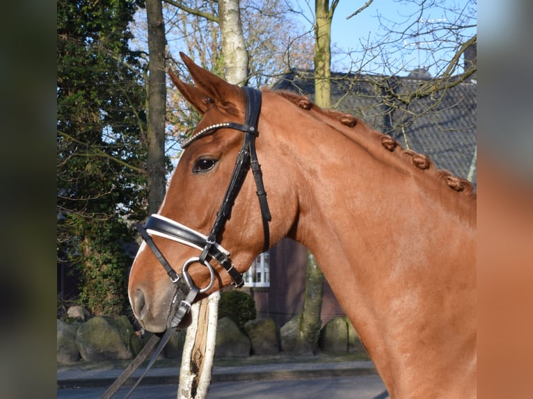Hannoveraner Stute 4 Jahre 167 cm Fuchs in Fredenbeck