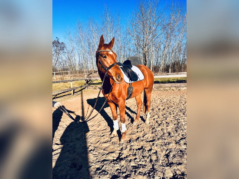 Hannoveraner Stute 4 Jahre 167 cm Fuchs in Leipzig