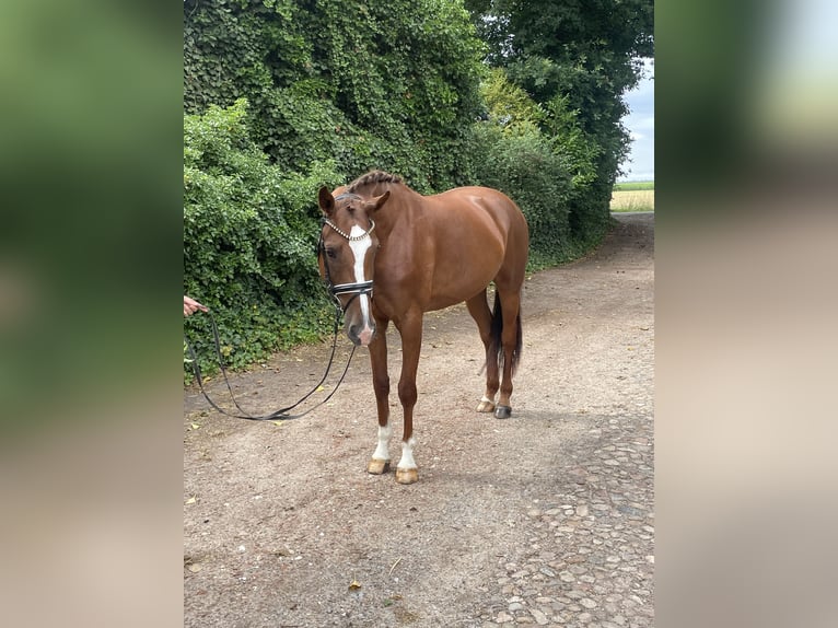 Hannoveraner Stute 4 Jahre 167 cm Fuchs in Kirchlinteln