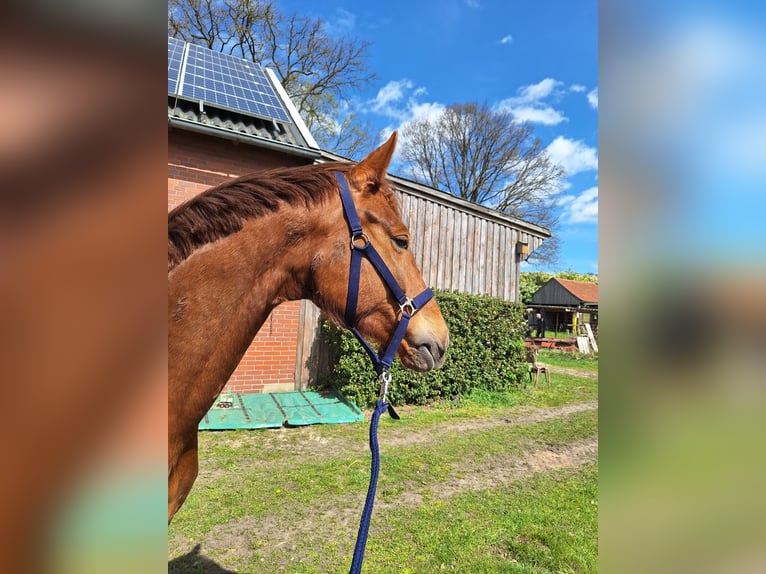 Hannoveraner Stute 4 Jahre 167 cm Fuchs in Wietmarschen