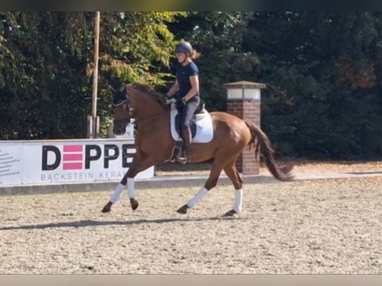Hannoveraner Stute 4 Jahre 167 cm Fuchs in Wietmarschen