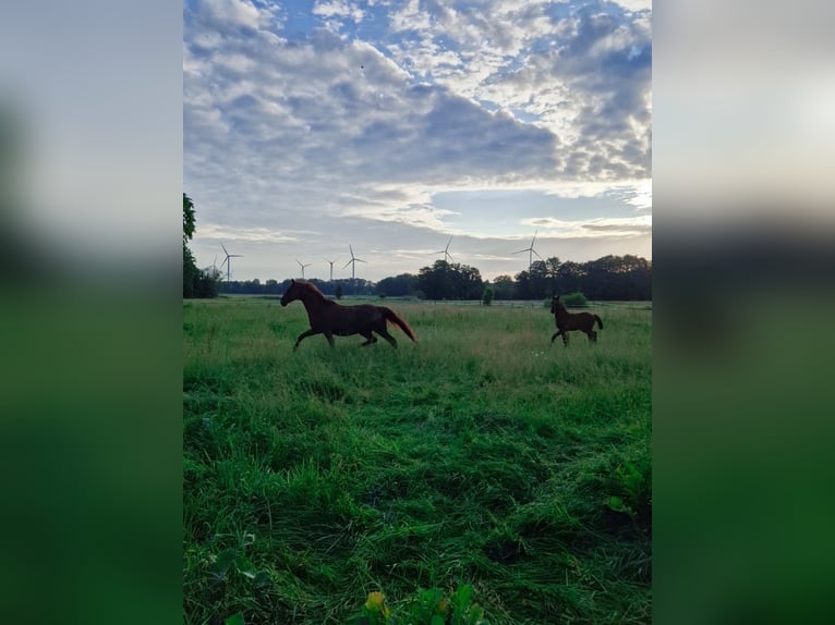 Hannoveraner Stute 4 Jahre 167 cm Fuchs in Kirchlinteln