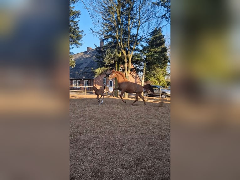 Hannoveraner Stute 4 Jahre 167 cm Fuchs in Kirchlinteln