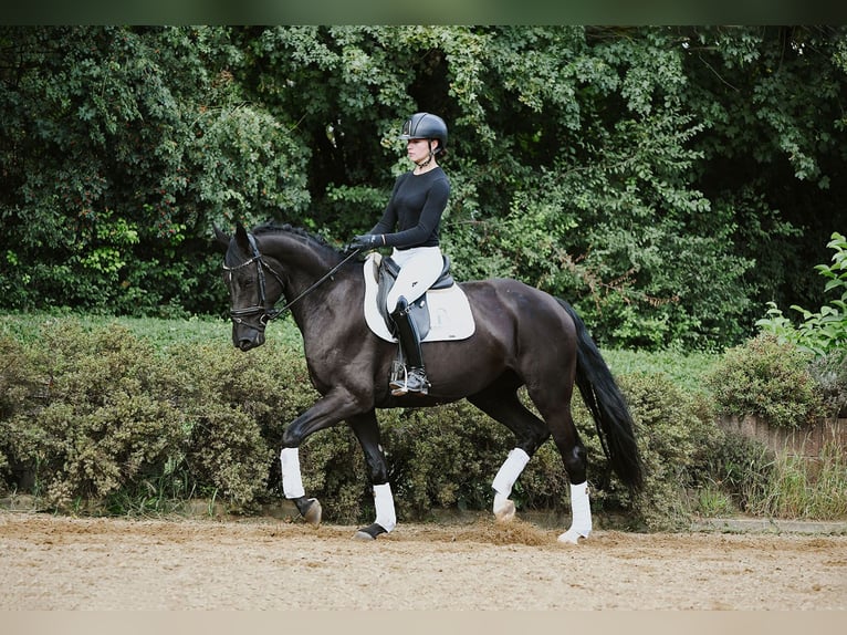 Hannoveraner Stute 4 Jahre 167 cm Rappe in Riedstadt