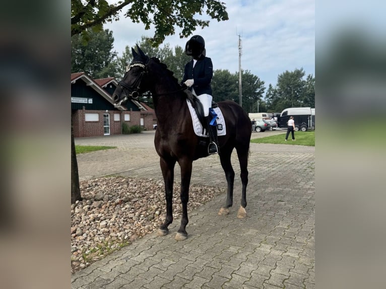 Hannoveraner Stute 4 Jahre 167 cm Rappe in Wagenfeld