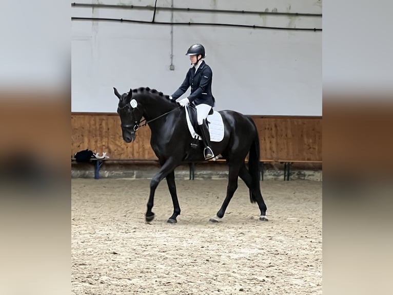 Hannoveraner Stute 4 Jahre 167 cm Rappe in Wagenfeld