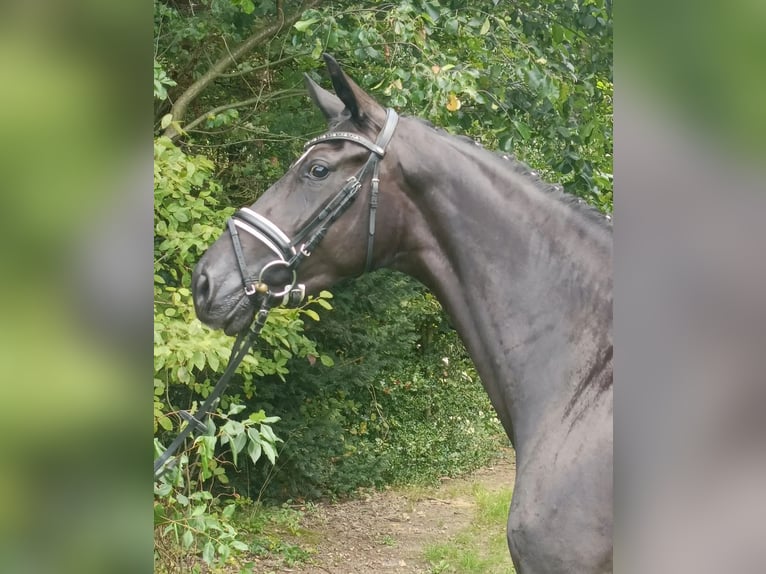 Hannoveraner Stute 4 Jahre 167 cm Rappe in Barenburg