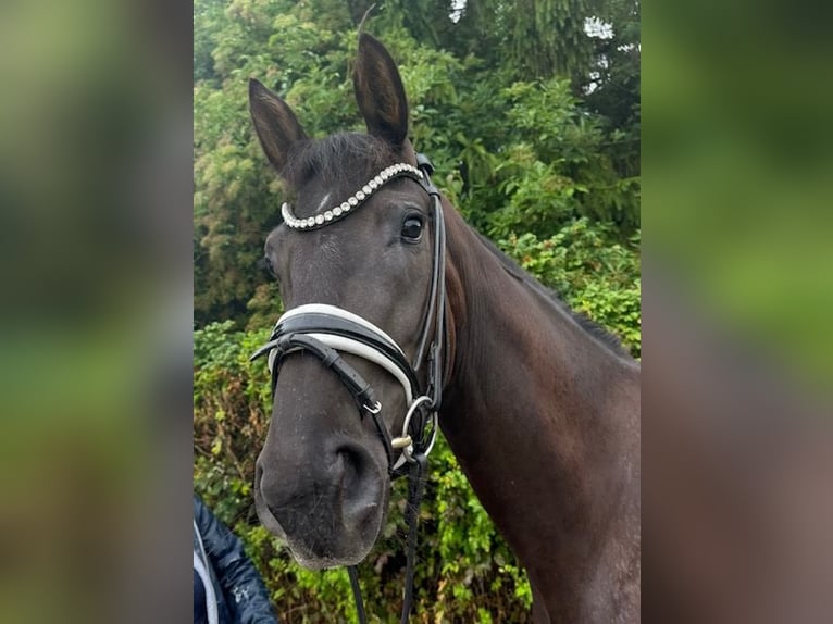 Hannoveraner Stute 4 Jahre 167 cm Rappe in Drackenstein