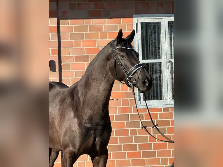 Hannoveraner Stute 4 Jahre 167 cm Rappe in Handrup