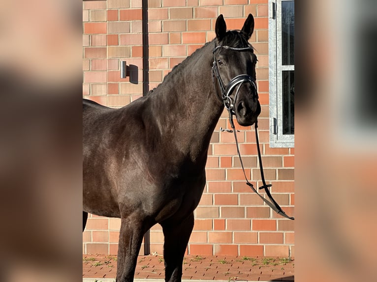 Hannoveraner Stute 4 Jahre 167 cm Rappe in Handrup