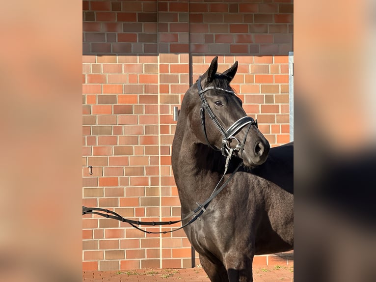 Hannoveraner Stute 4 Jahre 167 cm Rappe in Handrup