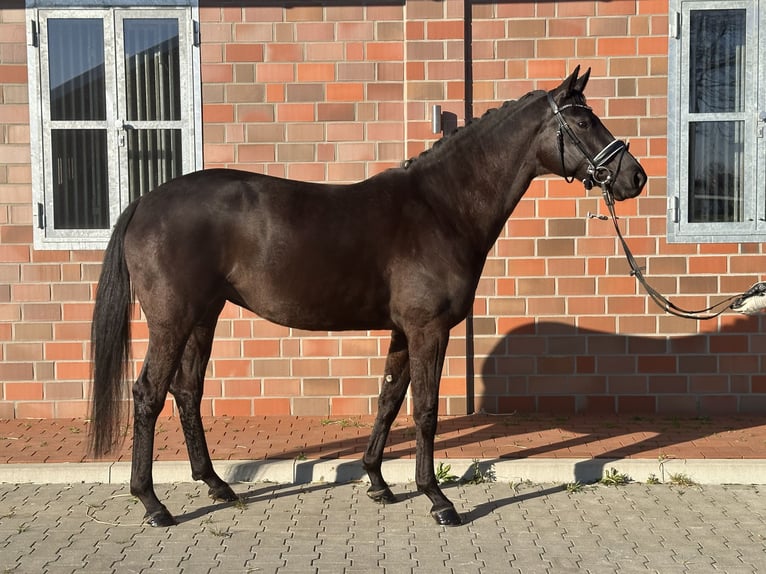 Hannoveraner Stute 4 Jahre 167 cm Rappe in Handrup