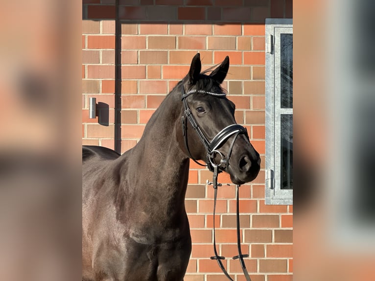 Hannoveraner Stute 4 Jahre 167 cm Rappe in Handrup