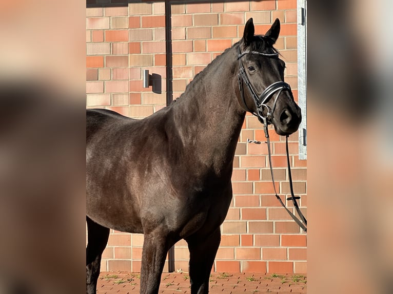 Hannoveraner Stute 4 Jahre 167 cm Rappe in Handrup