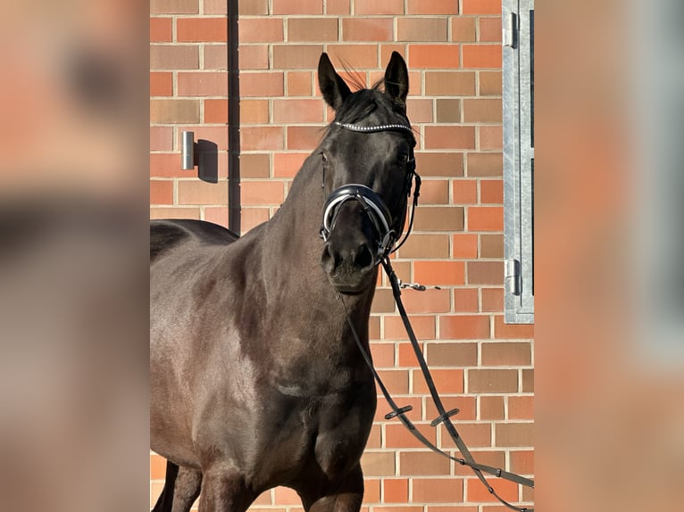 Hannoveraner Stute 4 Jahre 167 cm Rappe in Handrup