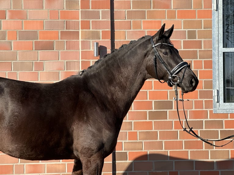 Hannoveraner Stute 4 Jahre 167 cm Rappe in Handrup