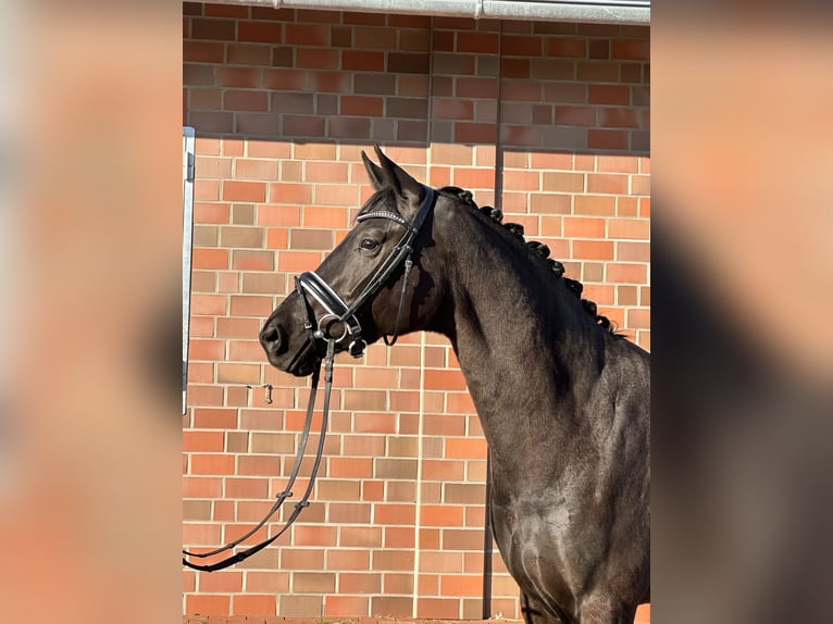 Hannoveraner Stute 4 Jahre 167 cm Rappe in Handrup