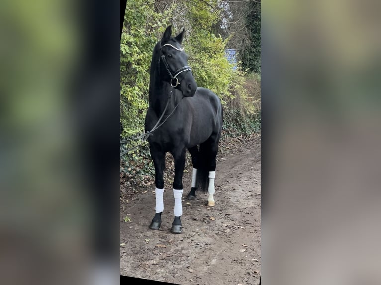 Hannoveraner Stute 4 Jahre 167 cm Rappe in Kirchlinteln