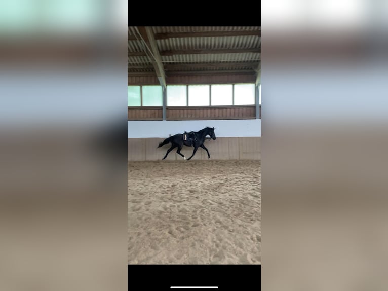 Hannoveraner Stute 4 Jahre 167 cm Rappe in Zwiesel