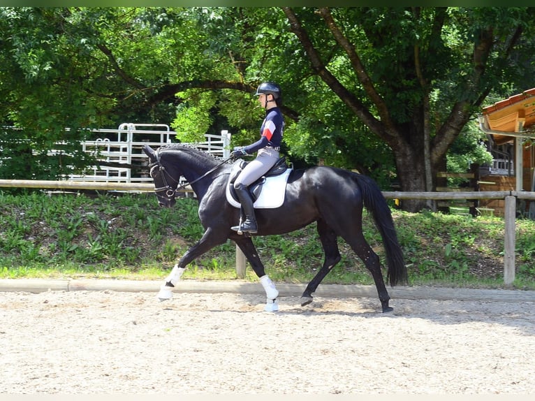 Hannoveraner Stute 4 Jahre 167 cm Rappe in Wellheim
