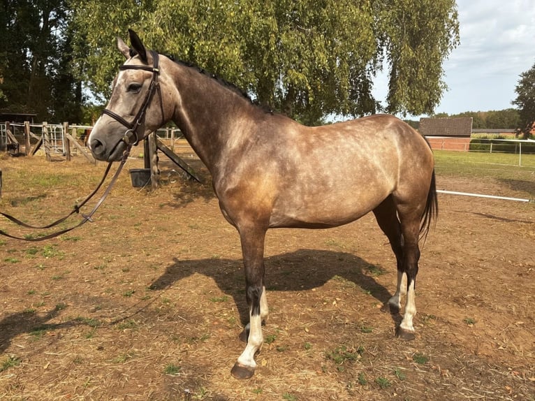 Hannoveraner Stute 4 Jahre 167 cm Schimmel in Espelkamp
