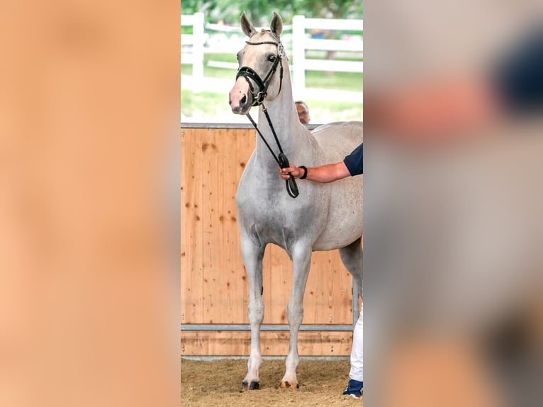 Hannoveraner Stute 4 Jahre 167 cm Schimmel in Wolfsbach