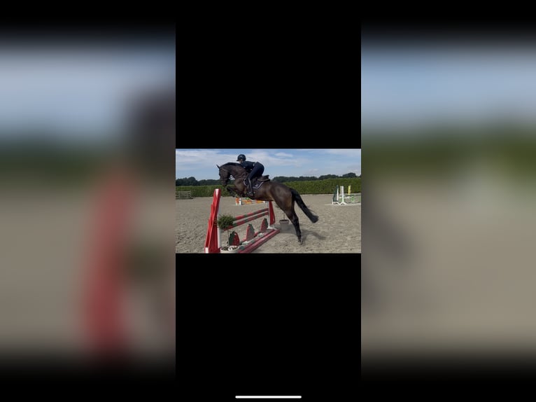 Hannoveraner Stute 4 Jahre 167 cm Schwarzbrauner in Nettetal