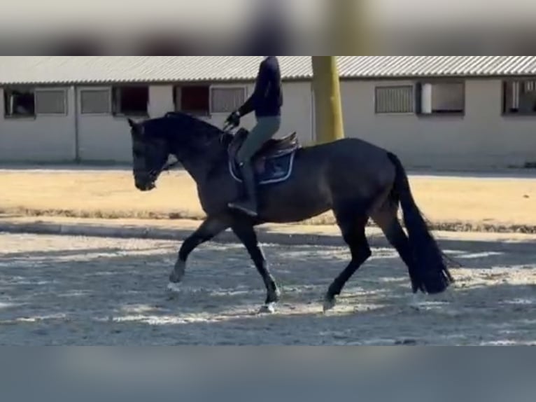 Hannoveraner Stute 4 Jahre 167 cm Schwarzbrauner in Nettetal