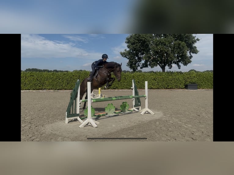 Hannoveraner Stute 4 Jahre 167 cm Schwarzbrauner in Nettetal