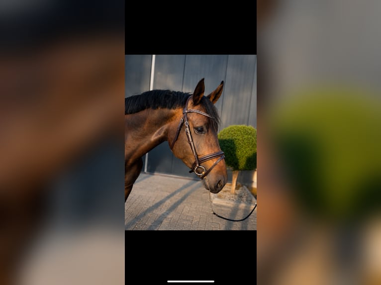 Hannoveraner Stute 4 Jahre 167 cm Schwarzbrauner in Nettetal