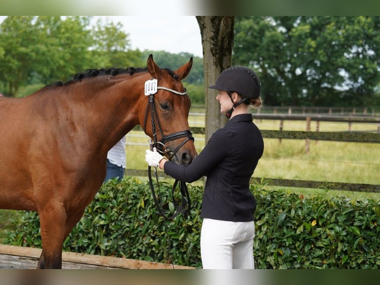 Hannoveraner Stute 4 Jahre 168 cm Brauner in Coesfeld