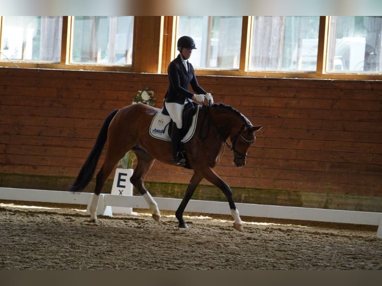 Hannoveraner Stute 4 Jahre 168 cm Brauner in Coesfeld
