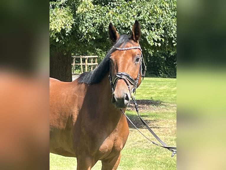 Hannoveraner Stute 4 Jahre 168 cm Brauner in Hamm