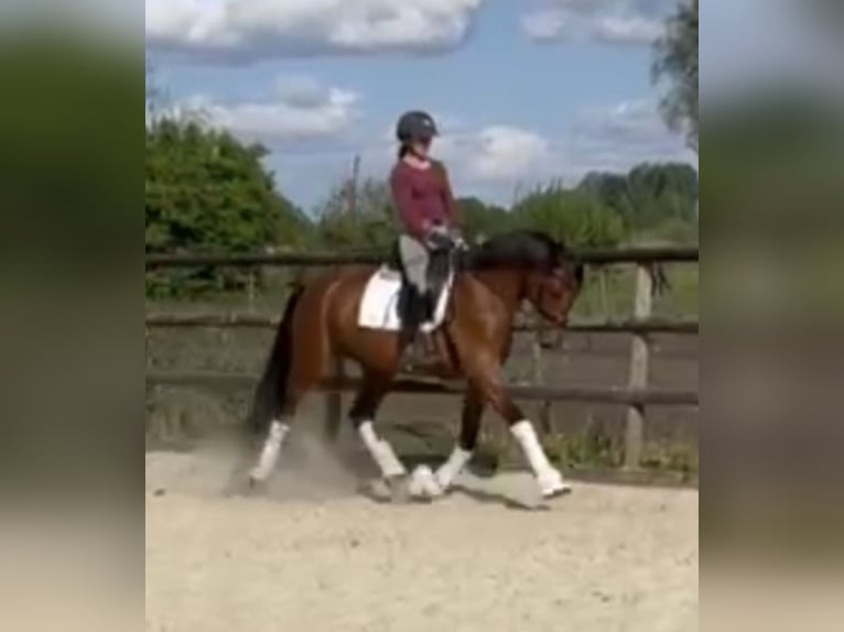 Hannoveraner Stute 4 Jahre 168 cm Brauner in Hamm