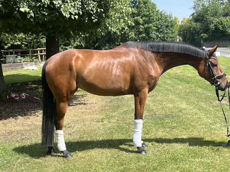 Hannoveraner Stute 4 Jahre 168 cm Brauner in Hamm