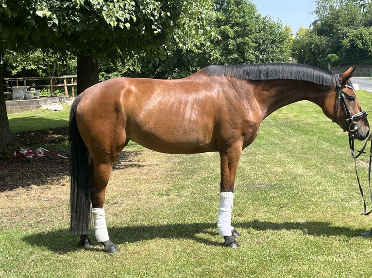 Hannoveraner Stute 4 Jahre 168 cm Brauner in Hamm