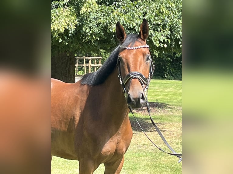 Hannoveraner Stute 4 Jahre 168 cm Brauner in Hamm