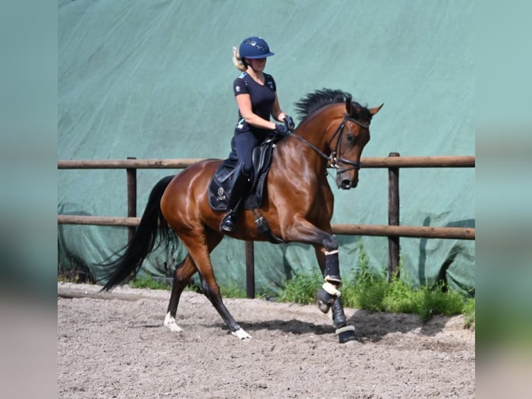 Hannoveraner Stute 4 Jahre 168 cm Brauner in Osten