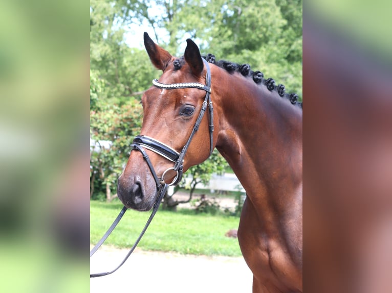 Hannoveraner Stute 4 Jahre 168 cm Brauner in Selsingen