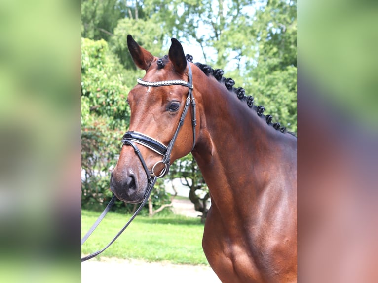 Hannoveraner Stute 4 Jahre 168 cm Brauner in Selsingen