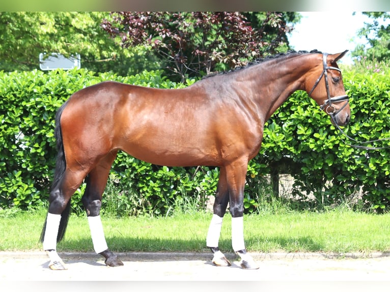 Hannoveraner Stute 4 Jahre 168 cm Brauner in Selsingen