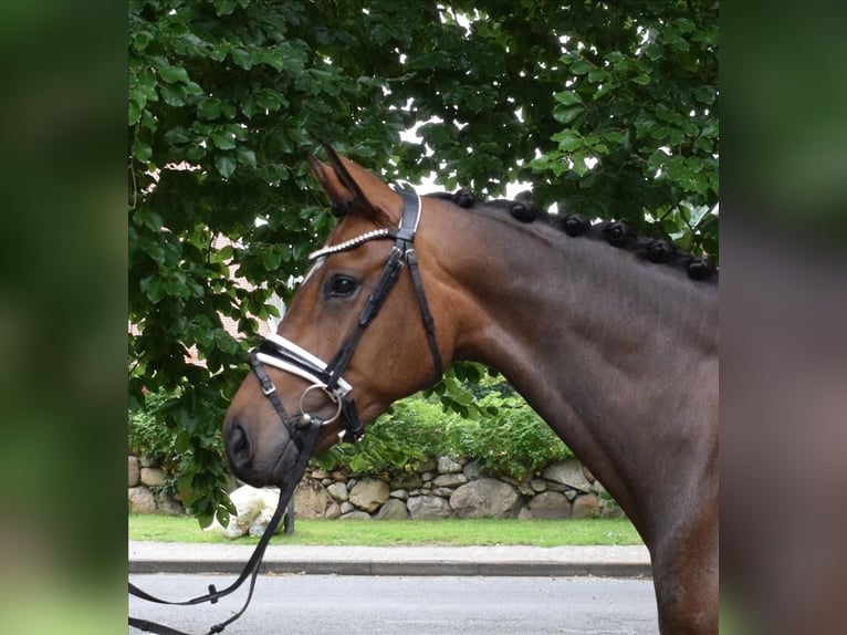 Hannoveraner Stute 4 Jahre 168 cm Brauner in Fredenbeck