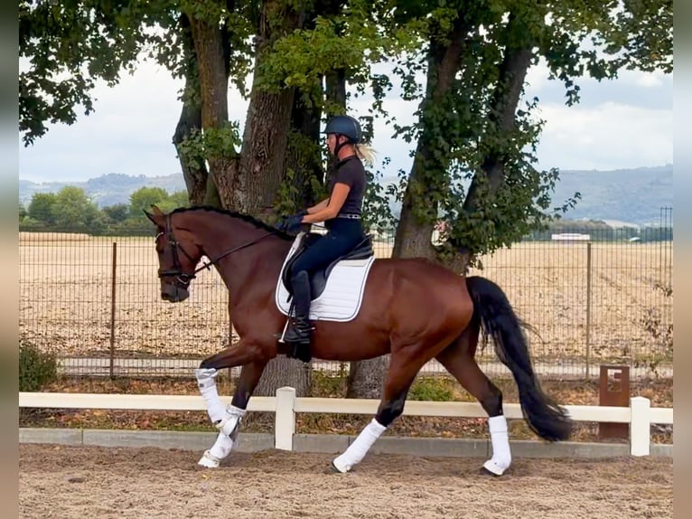 Hannoveraner Stute 4 Jahre 168 cm Brauner in Weiterstadt