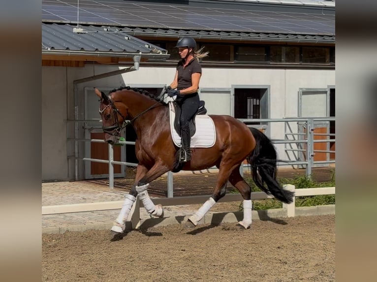 Hannoveraner Stute 4 Jahre 168 cm Brauner in Weiterstadt