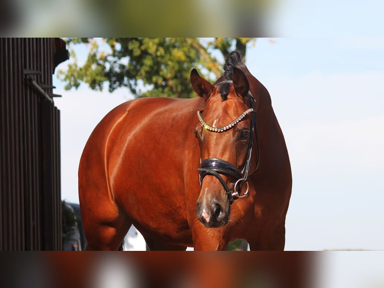 Hannoveraner Stute 4 Jahre 168 cm Brauner in Bramsche