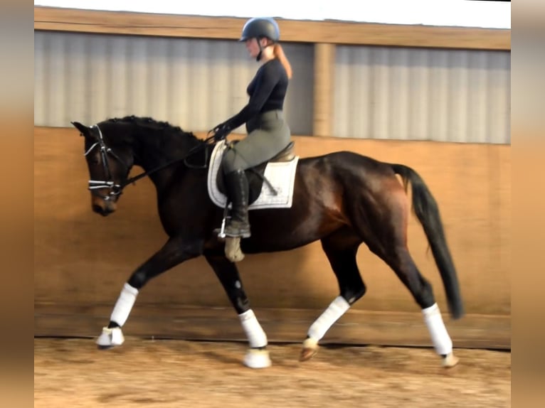 Hannoveraner Stute 4 Jahre 168 cm Brauner in Fredenbeck