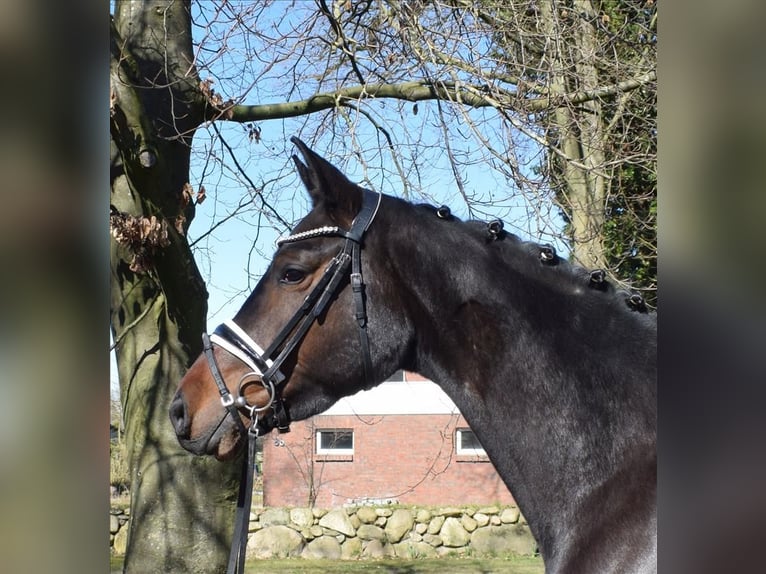 Hannoveraner Stute 4 Jahre 168 cm Brauner in Fredenbeck