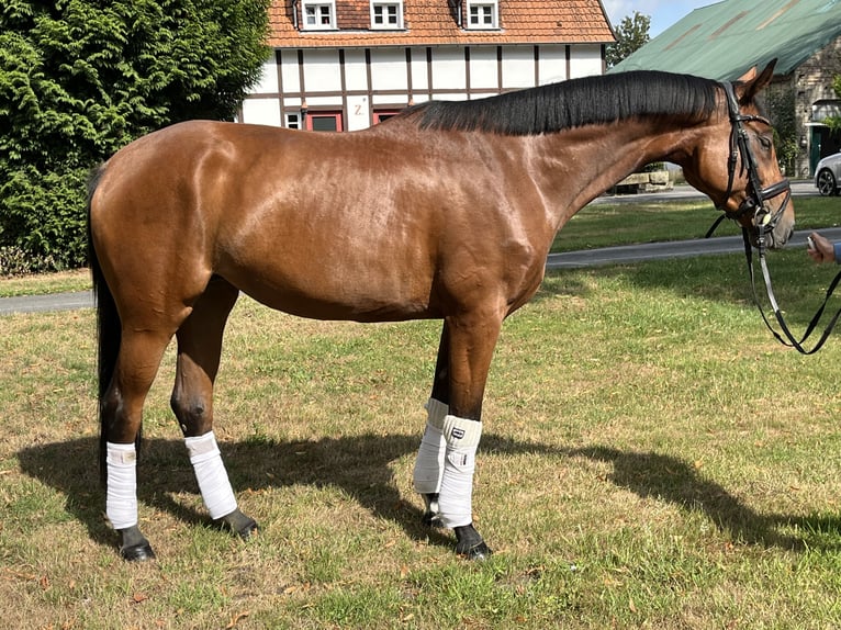 Hannoveraner Stute 4 Jahre 168 cm Brauner in Hamm
